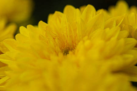 Extreme close-up of a yellow chrysanthemum with soft petal details and natural texture, capturing the beauty of botanical elegance in nature.の写真素材