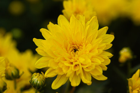 Bright yellow chrysanthemum macro with a small insect in the center, capturing nature's vibrant beauty and floral detail, perfect for spring or gardening themes.の写真素材