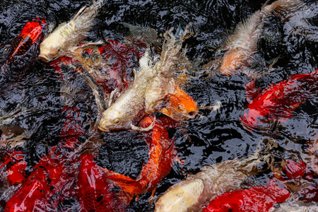 Colorful koi fish swimming in a pond, creating dynamic water ripples with vibrant red, white, yellow, and orange patterns.の写真素材