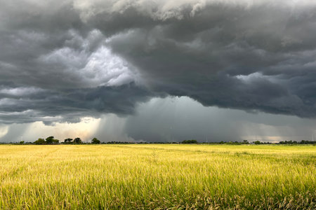 Dramatic dark storm clouds forming over a golden rice field, with visible rain in the distance. Captures the power of nature, contrast between light and dark, and the agricultural landscape before a thunderstorm.の写真素材