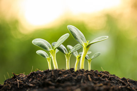 Fresh green sprouts emerging from rich soil under warm sunlight, symbolizing growth, nature, and new beginnings.の写真素材