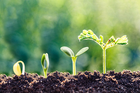 Fresh seedlings sprouting in soil showing stages of plant growth, from seed to young leaves, perfect...