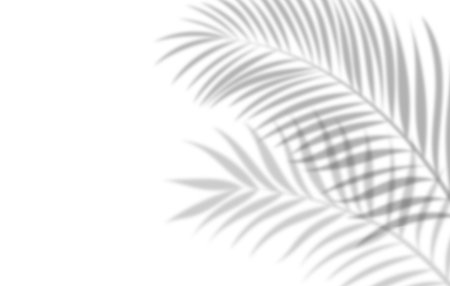 Soft palm leaf shadows over white background