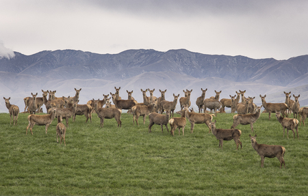 a large group of wild reindeer standing on green hill with mountain rages in background, looking at cameraの写真素材