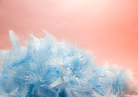 soft and blur style selective focus Pastel blue turquoise colored of chicken feathers on pink background, copy spaceの写真素材