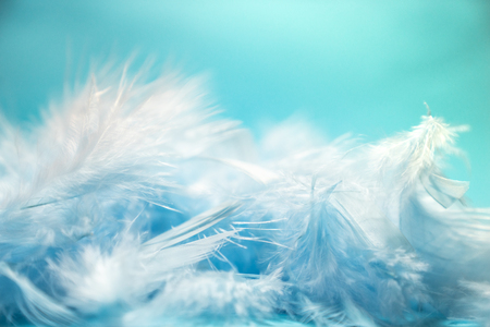soft and blur style Pastel blue turquoise colored of chicken feathers on blue background, copy spaceの写真素材