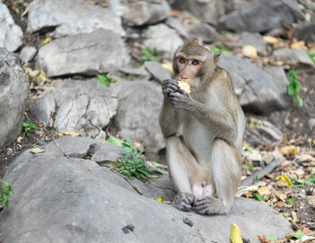 A wild monkey eats raw corn on a big rock