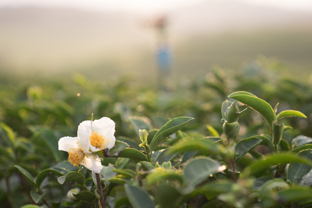 white Green tea flower in tea farmの写真素材