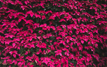 pattern of poinsettia leafs, red and green Christmas leafs tree