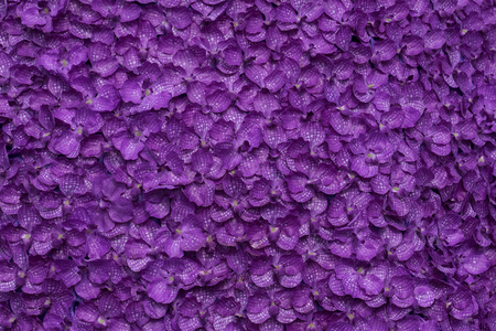 background texture of top view pattern of violet flowers blossomの写真素材