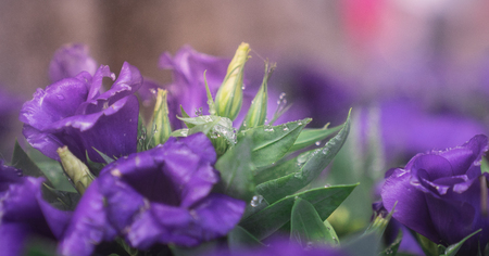 close up defocused bud of Lisianthus flower surrounded with bloom violet blossoms in gardenの写真素材
