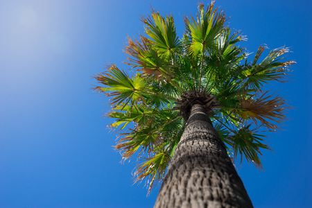 palm tree on clear blue sky background, perspective view from ground , idea for tropical summer, travelの写真素材