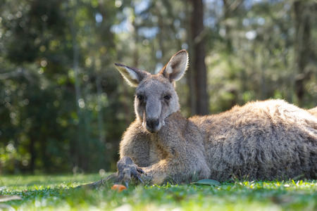 close up half body big kangaroo lies down, have a rest  on green grass in parkの写真素材