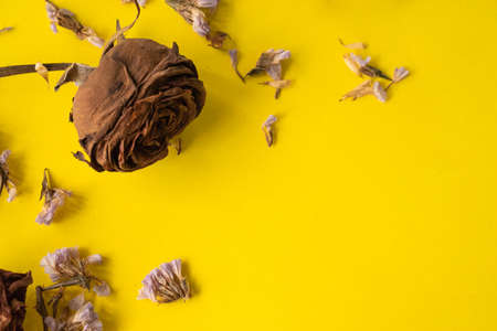 top view flat layer witerd old rusty rose on yellow background with copy space, memory, old concept