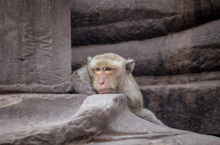 close up head shot brown hair monkey sitting on old temple , thinking about something