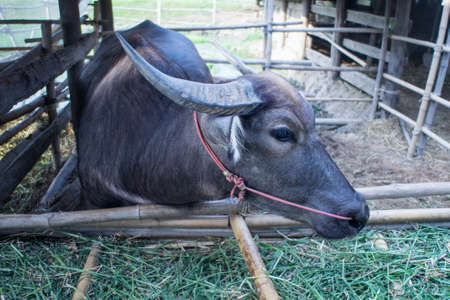 close up of a Thai buffalo in wood stall in Thailand