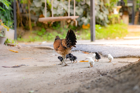 Hen  with its baby chick in back garden