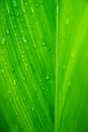 selective focus raindrop on green tropical leave backgroundの写真素材