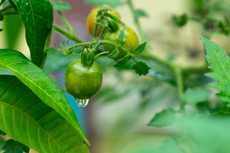 Green tomatoes on the branch in the water droplets after the rain.の写真素材