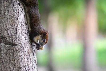 A squirrel eating nuts on the tree trunk.の写真素材
