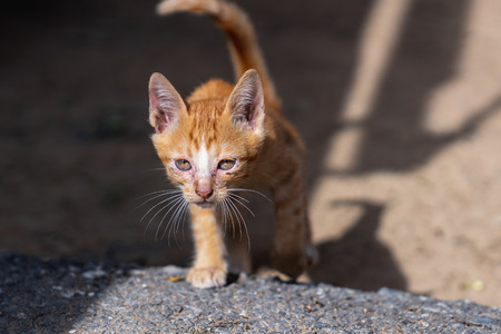 close up stray skinny orange kitten with scars on faceの写真素材