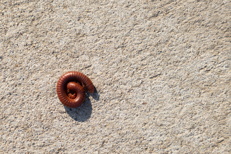 Millipede roll body on concrete floorの写真素材