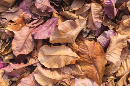 pile of fallen autumn dried leaves for background