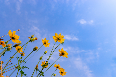 ant view Starburst flower on blue skyの写真素材
