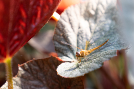 golden dragonfly on green leaf close uの写真素材