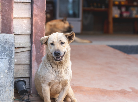 a smiling white stray homeless dogの写真素材