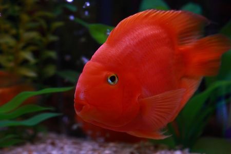 Goldfish in Tankの写真素材