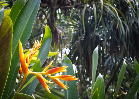 Yellow red flowerの写真素材