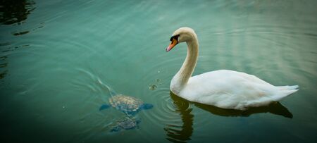Swan on lake with turtleの写真素材