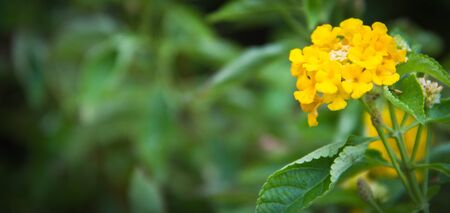 A small bunch of tiny yellow flower against plantsの写真素材