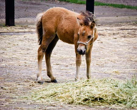 A young foal feeding on hayの写真素材