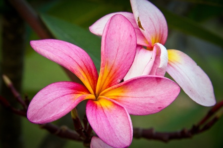 A pair of full bloomed pink flowersの写真素材