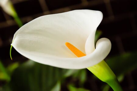 White lillyの写真素材