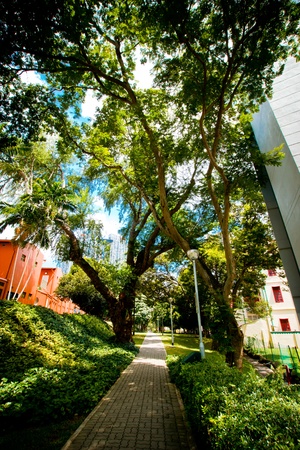 Park pathの写真素材