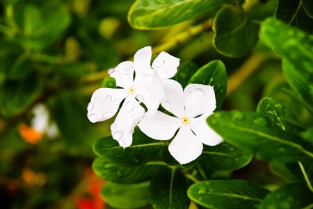 White flowersの写真素材