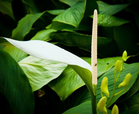 A single white lilly の写真素材