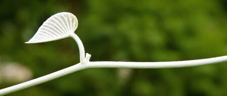 A single white furry leaf