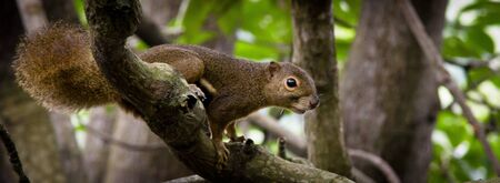 A single brown squirrel poised on the branch to leap offの写真素材