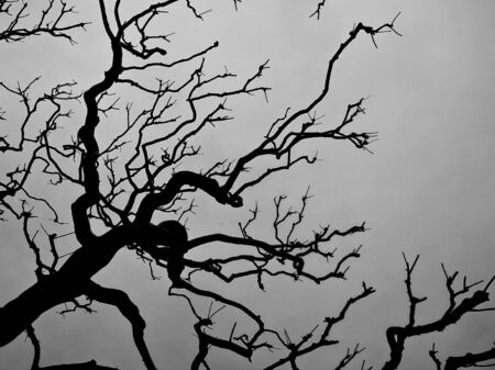 Barren branches  of a tree against the skyの写真素材
