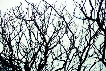 Barren branches  of a tree against the skyの写真素材