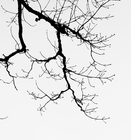 Barren branches  of a tree against the skyの写真素材