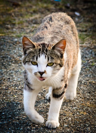 Brown tabby cat walking towards the cameraの写真素材