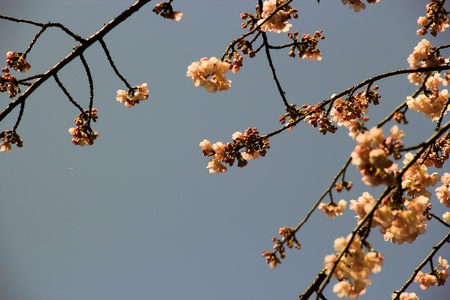 Tight shot of cherry blossoms with blue sky as backgroundの写真素材