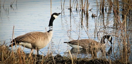 A pair of geese swimming feeding by the lakeのeditorial素材