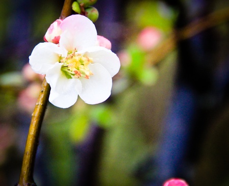 A single plum blossom on a stalk against a blurred backgroundの写真素材
