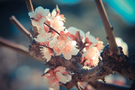 A stalk of fully bloom  plum blossom against dark backgroundの写真素材